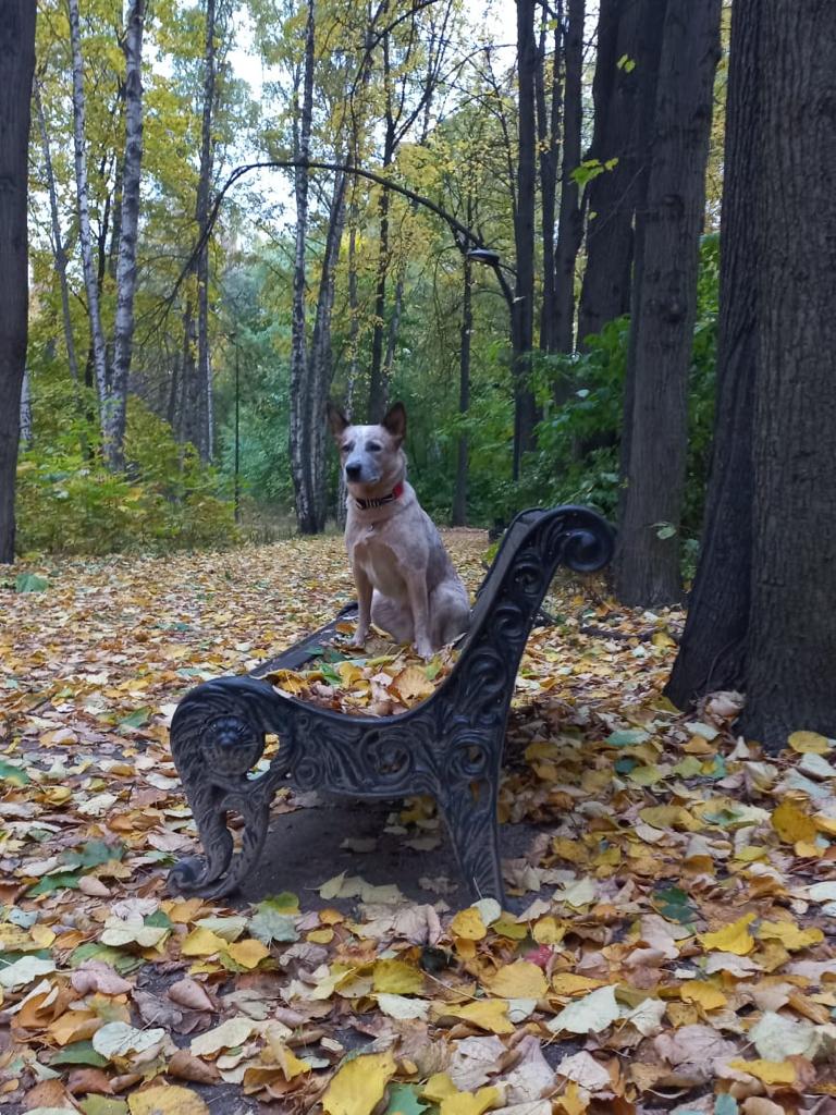 Карамель