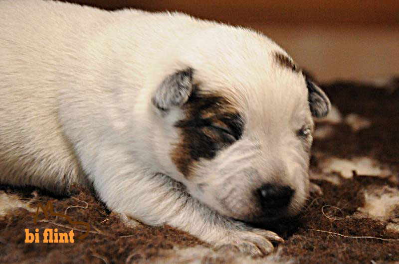 Freyja_10_days.jpg