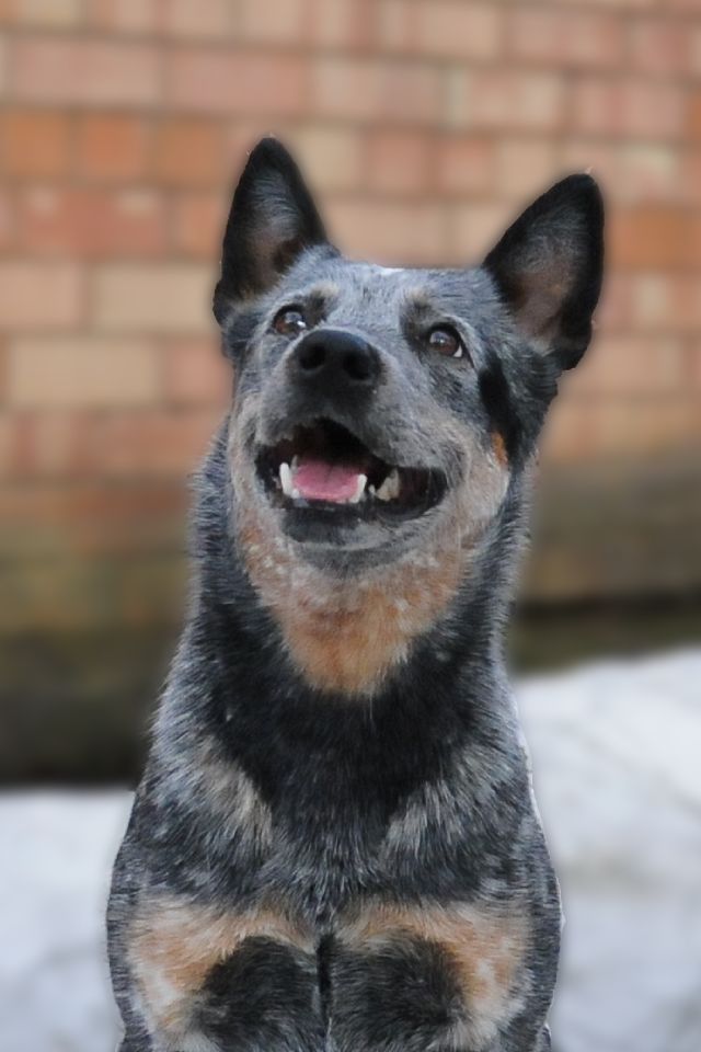 Bi Flint Brilliant In The Frost