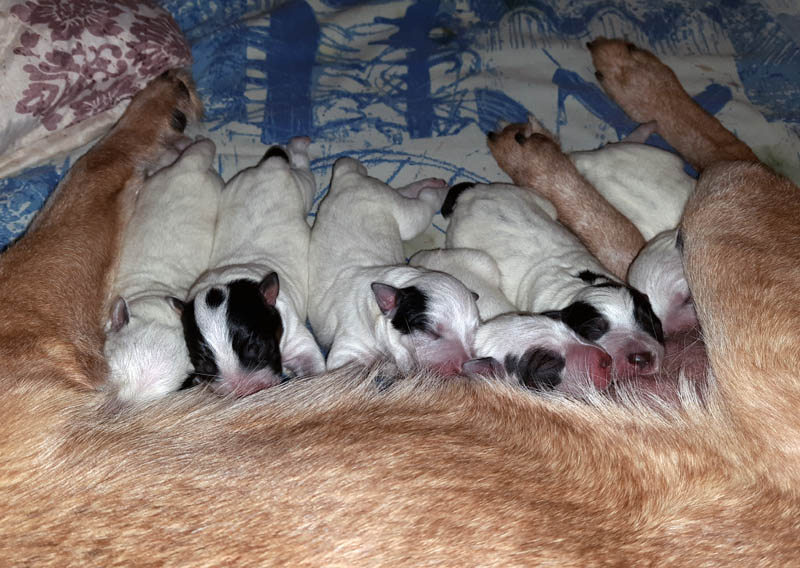 Litter_F_First_Day.jpg
