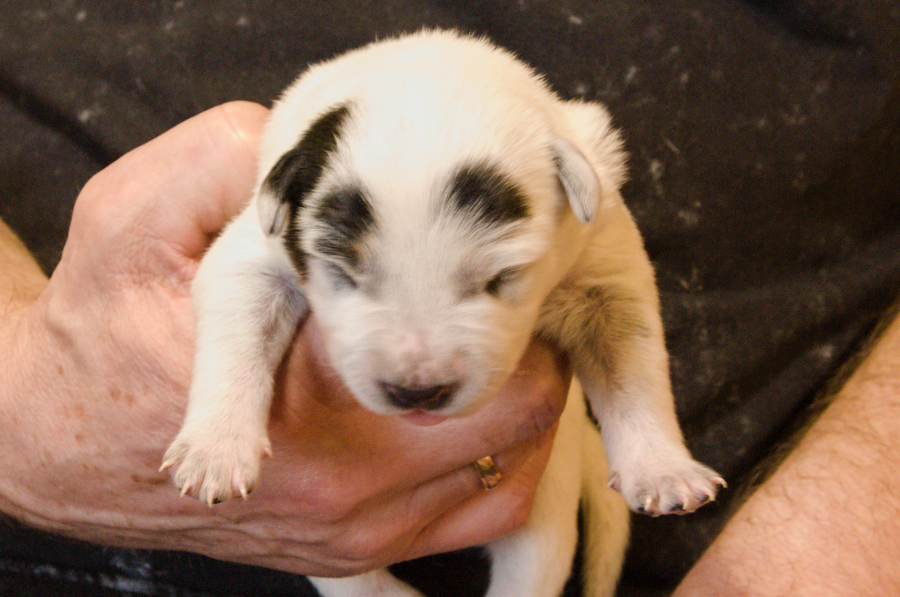 PuppiesG_OneWeek_Galatea.jpg