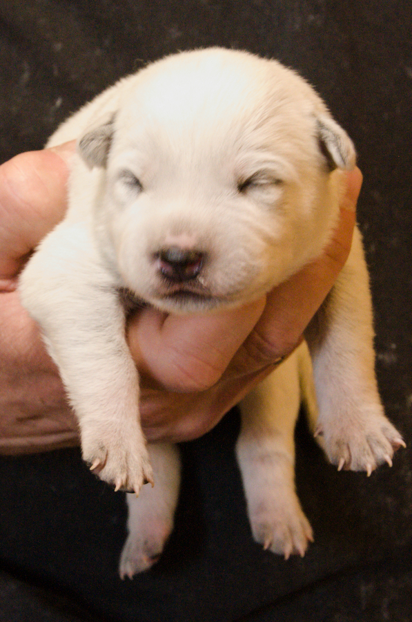 PuppiesG_OneWeek_Glafira.jpg