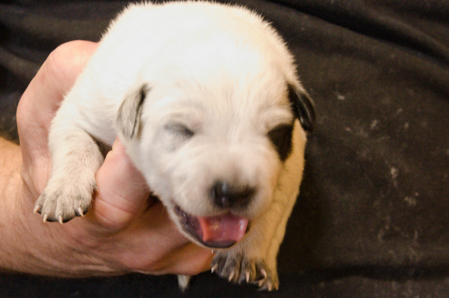 PuppiesG_OneWeek_Grace.jpg