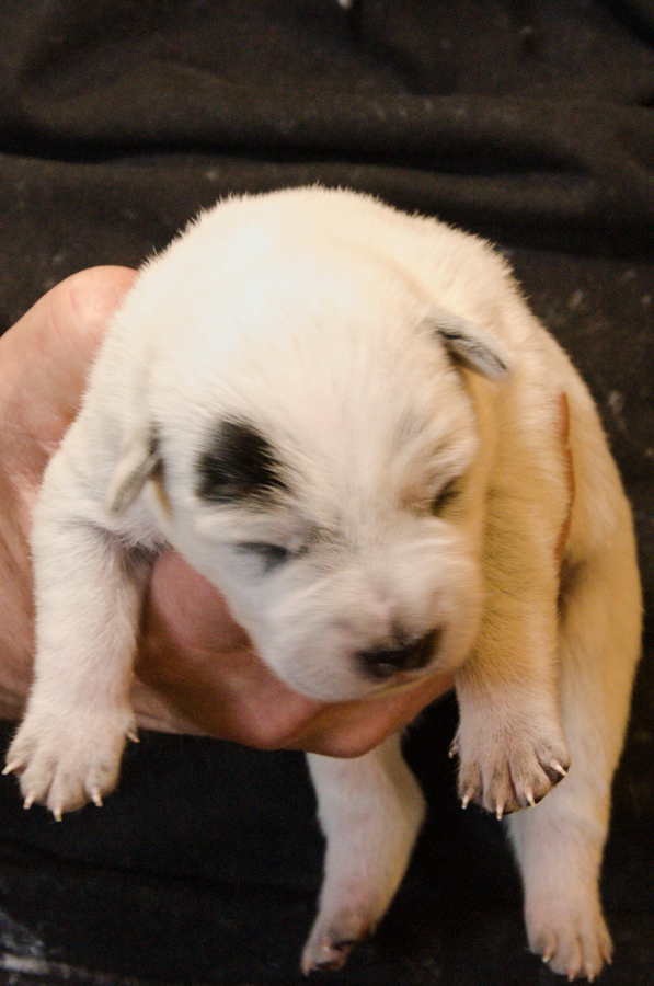PuppiesG_OneWeek_Lumine.jpg