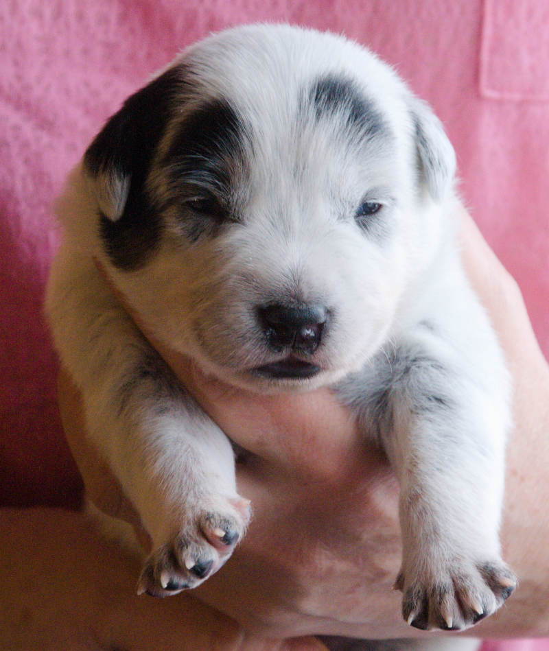 Puppies_G_2w_Galatea.jpeg