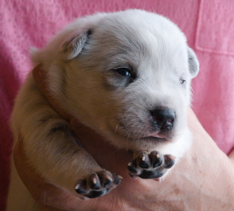 Puppies_G_2w_Glafira.jpeg