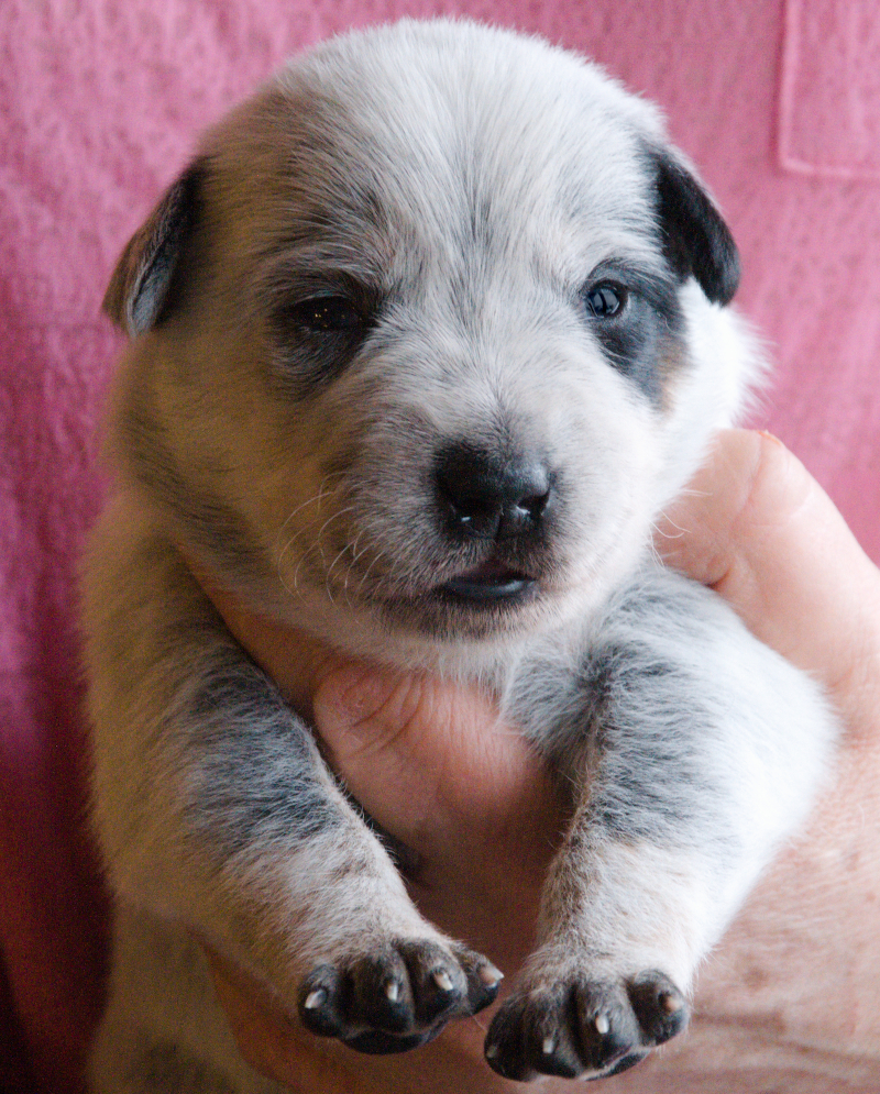 Puppies_G_2w_Grace.jpeg