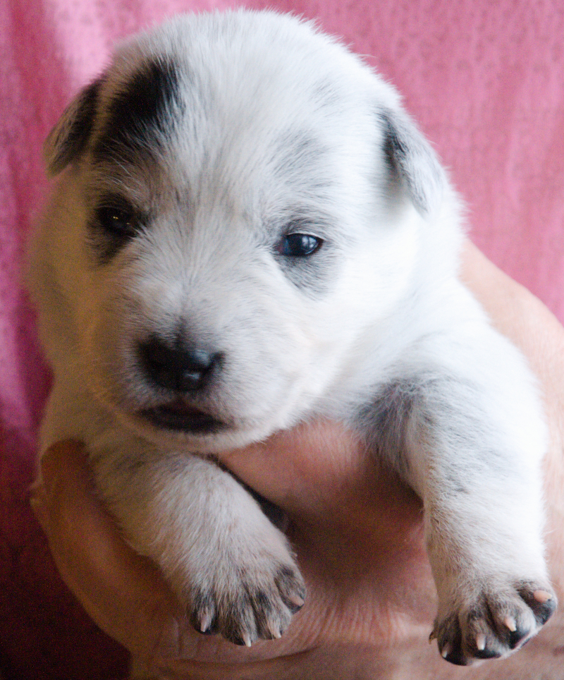 Puppies_G_2w_Lumine.jpeg