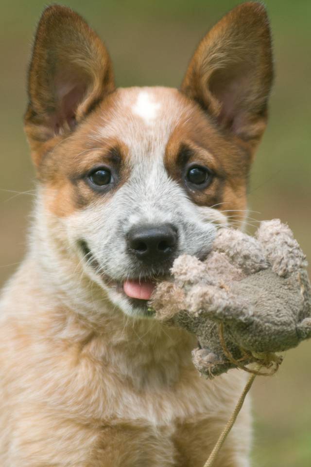 Puppy DingoStar Deep Soul