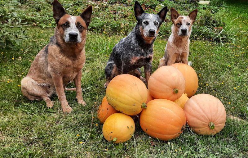 pumpkin_2022.jpg