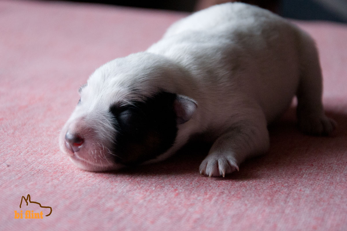 puppiesf_5288.jpg