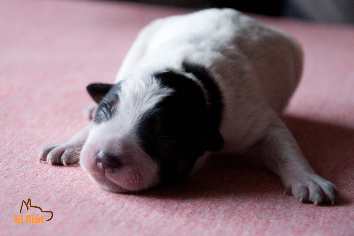 puppiesf_5297.jpg