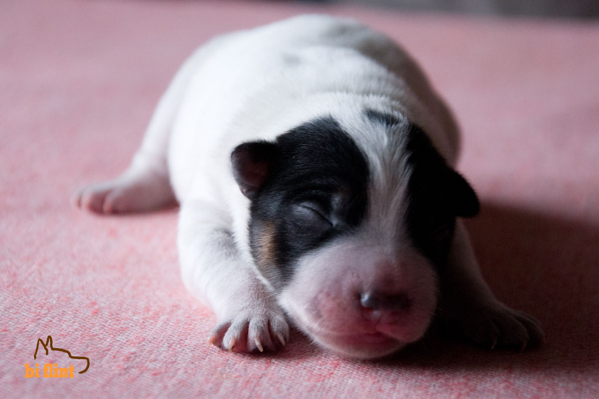 puppiesf_5303.jpg