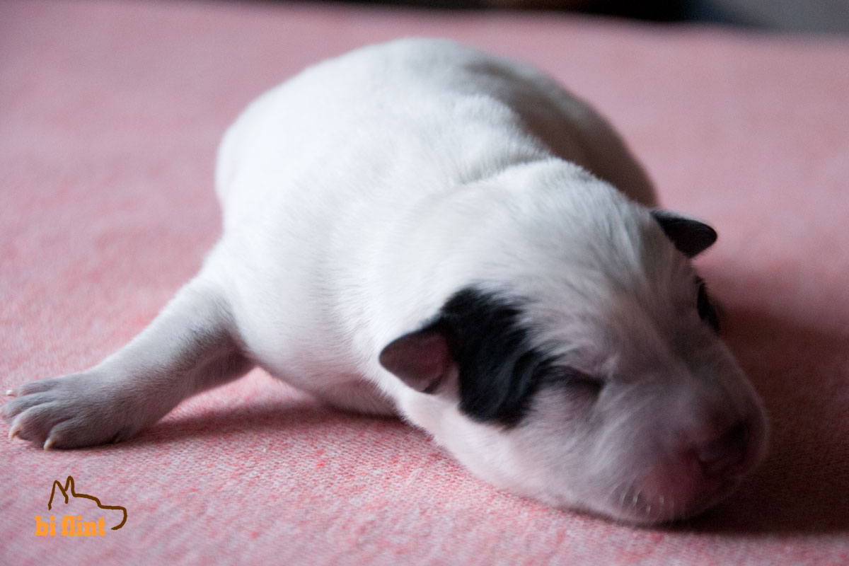 puppiesf_5321.jpg