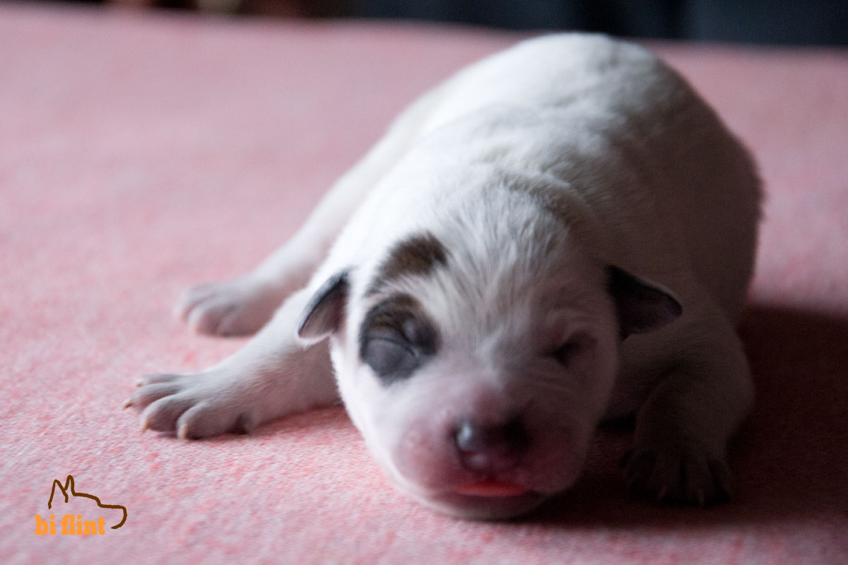 puppiesf_FIERY_5339.jpg