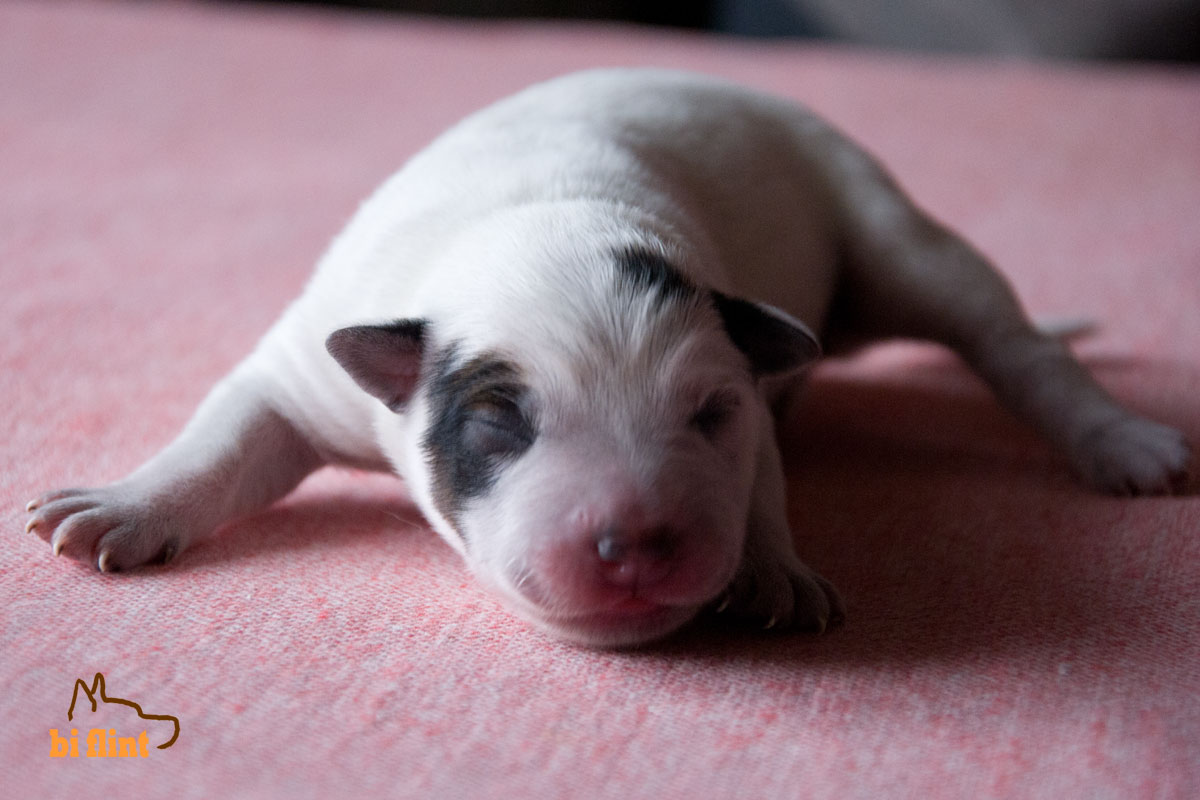 puppiesf_FREYJA_5322.jpg