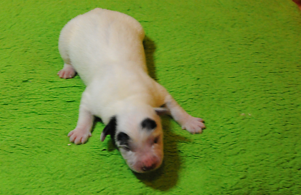 puppiesg_01.jpg