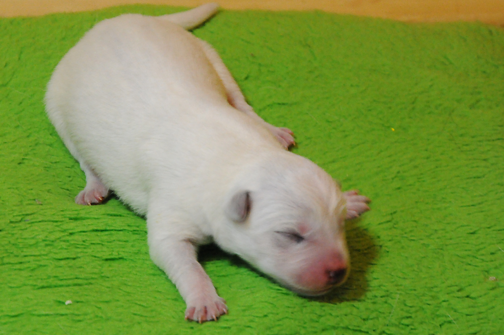 puppiesg_03.jpg