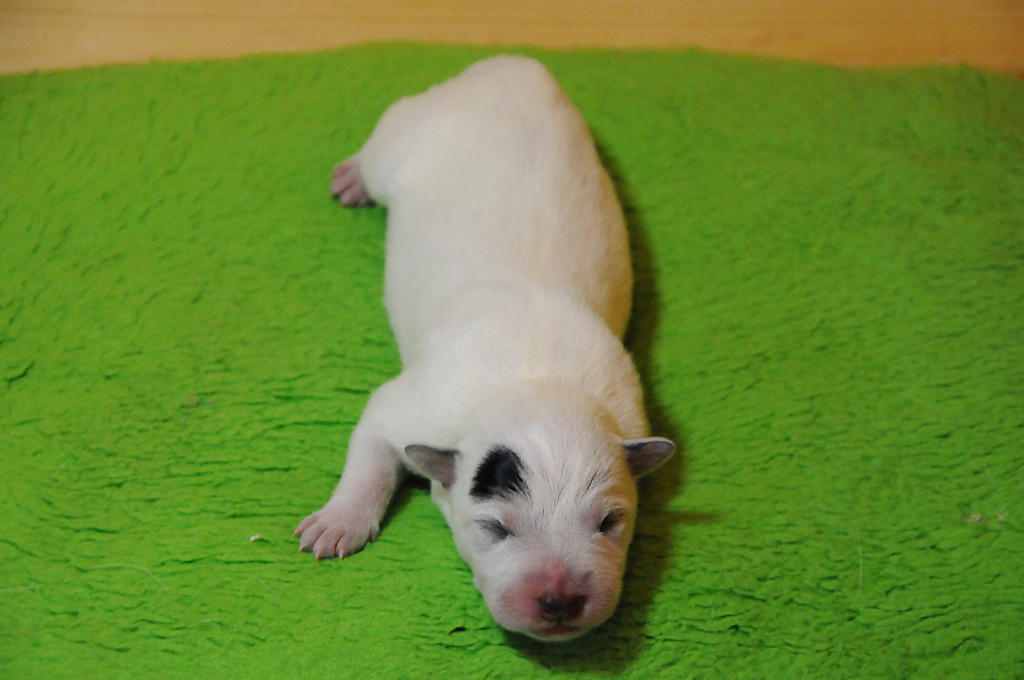 puppiesg_04.jpg