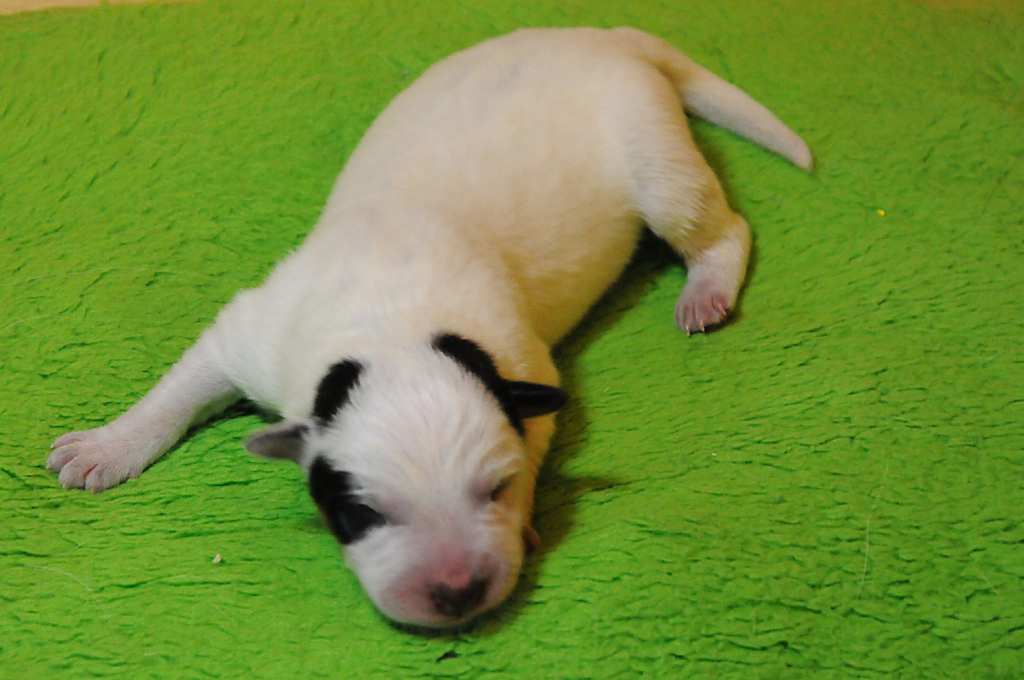 puppiesg_05.jpg