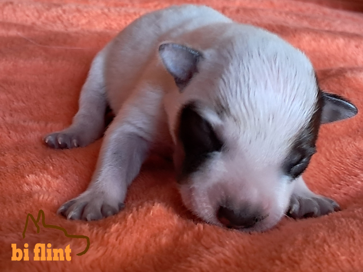 puppiesh_03.jpeg