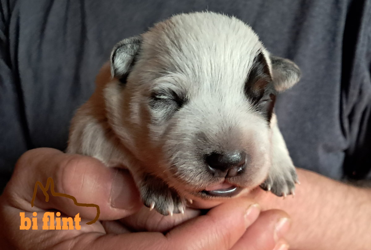 puppiesh_OneWeek_04.jpg