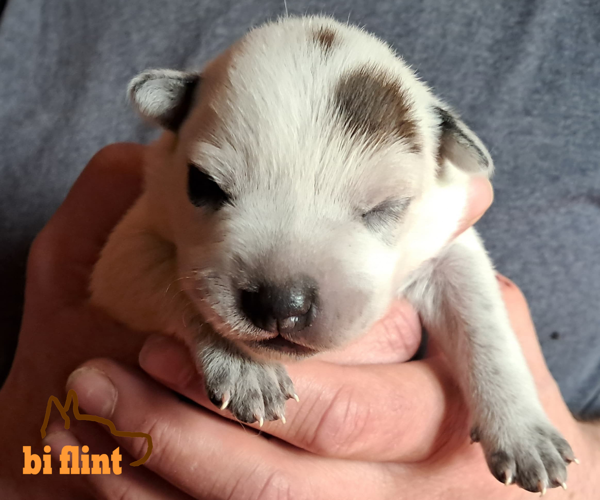 puppiesh_OneWeek_Happy_Hunter.jpg