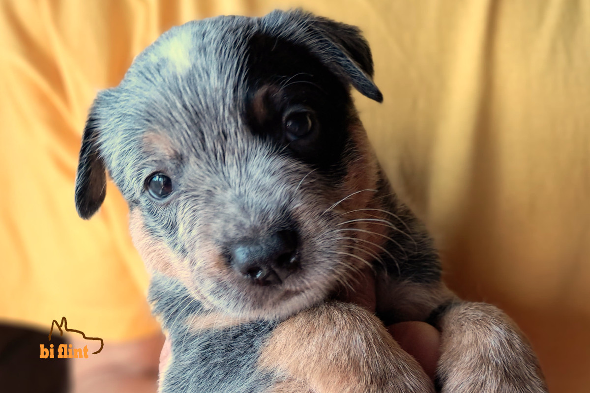 puppiesh_holly_4w.jpg