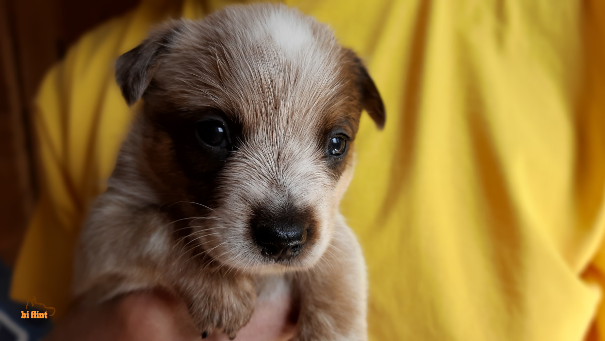 puppiesh_honey_4w.jpg